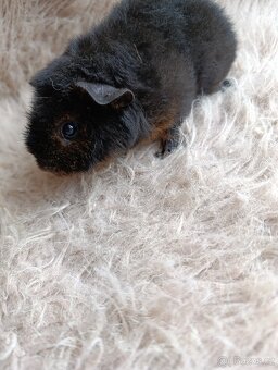 Morče US Teddy / samička / morčátko - 9