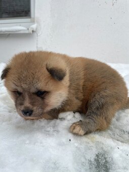 Šteňátka Akita Inu - 9