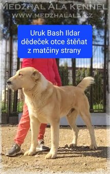 SAO-Středoasijský pastevecký pes-štěňata - 9