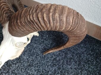 Muflon trofej (rohy; toulce) 58 cm - 9