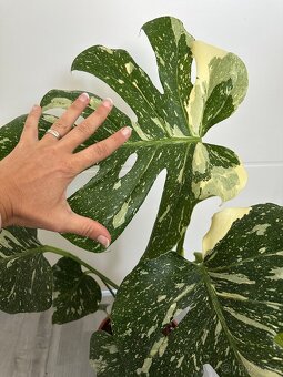 Monstera Thai - 9