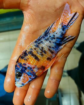 Největší výběr Afrických cichlid na jihu Čech - 9