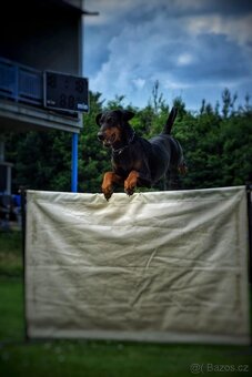 Dobrman - kvalitní štěňata s PP - 9