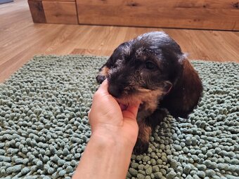 Jezevčík drsnosrstý standard POSLEDNÍ VOLNÁ FENKA - 9