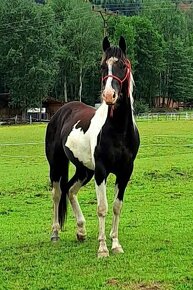 Připouštění plemenným hřebcem APH - 7-panel N/N - 9