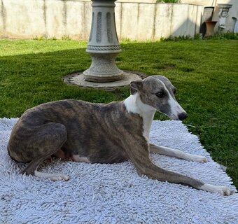 Whippet / Vipet Štěňátka s PP - 9