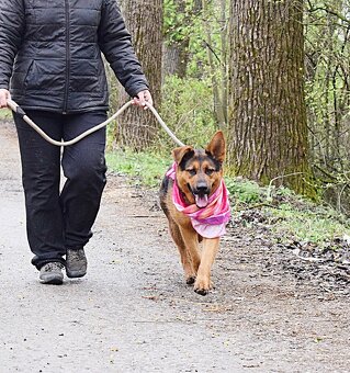 FIBI K ADOPCI - HODNÉ ZLATÍČKO, ZASLOUŽÍ SI MILUJÍCÍ RODINU - 9