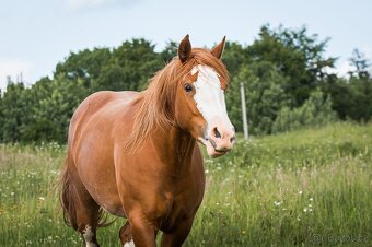 AQH/APH sorrel overo klisna - 9