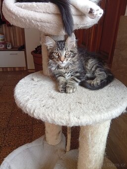 Mainská mývalí , MCO maine coon - 9