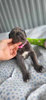 Cane Corso štěňata 🐾 - 9