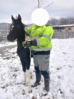 Podílová APH kobylka - 9