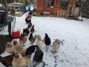 Faverolka velká lososová - kohouti - 9