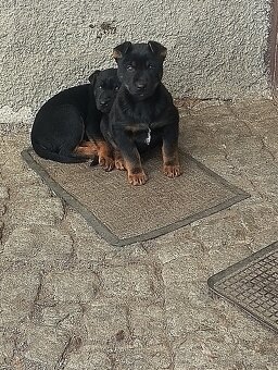 Kříženec německý ovčák - 9