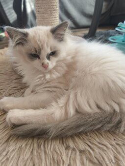 Ragdoll bez PP chlapeček - 9