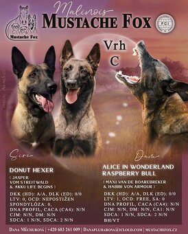 Belgický ovčák Malinois s PP - 9