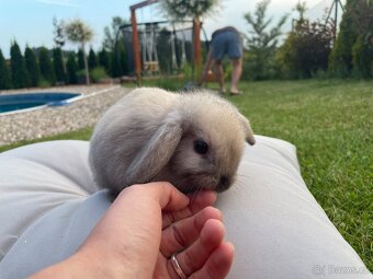 MINILOP zakrslý beránek- sameček a 2 samičky - 9