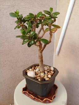 bonsaje - 9