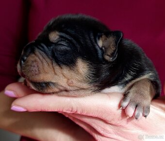 Štěňátka American bully pocket s PP - 9