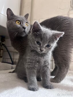 Britská modrá koťátka - 9