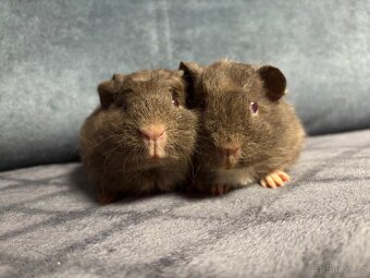 Morčátka uk crested, bráškové - 9