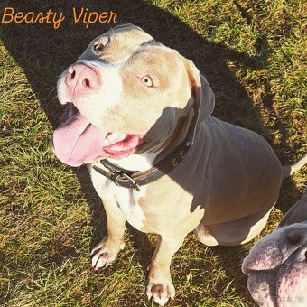 American Bully XL ŠTĚŇATA K ODBĚRU - 9