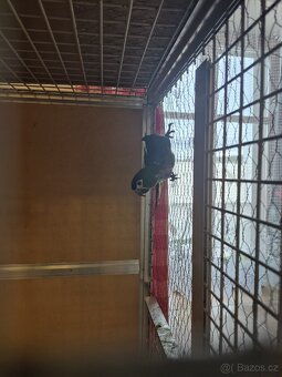 Ara Nobilis na prodej - 9