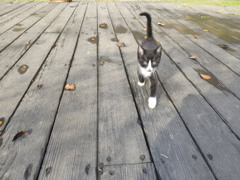 Mainská mývalí - kříženci - 9