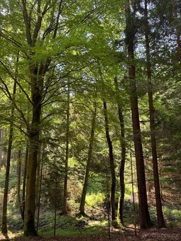 Prodám lesní pozemky v k.ú. Nesměň u Ločenic - 9