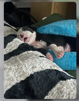 X American bully staford pitbull - 9