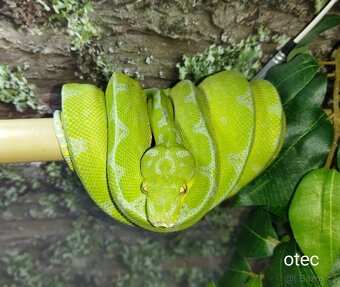 Morelia viridis Lereh - 9