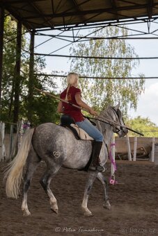 Lusitano valach - 5 r. - 9