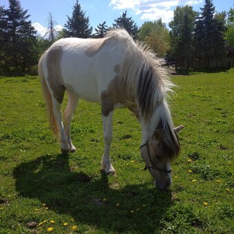 Sportovní pony - 9