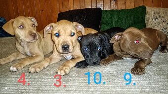 štěňata Pitbull,Americký Pitbull teriér - 9