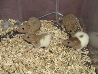 Dumbo, rex, obláčkový efekt - potkánci s výpisem předků - 9