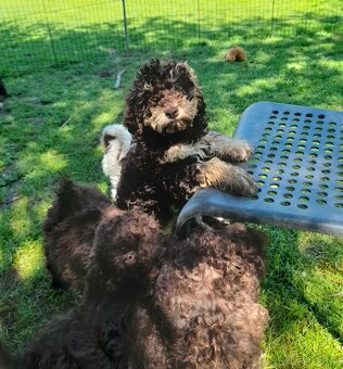 Lagotto romagnolo ( italský vodní pes) - 9