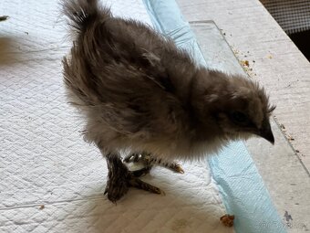 Hedvábnička velká 8-10dní 🐣🐣🐣 - 9