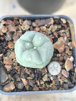 Kaktusy a sukulenty - 9