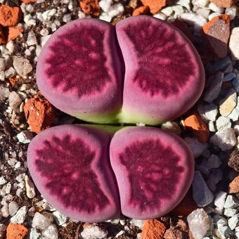 Lithops - Conophytum - 9