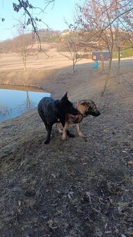 Německý ovčák - 9