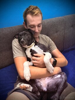 Fenečka pittbula a cane corso - 9