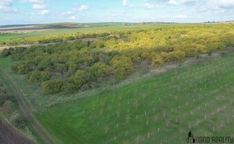 Prodej sadu, 22 292 m², Hustopeče u Brna - 9