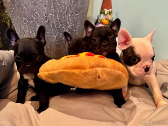 Francouzský buldoček – štěňátka - 9