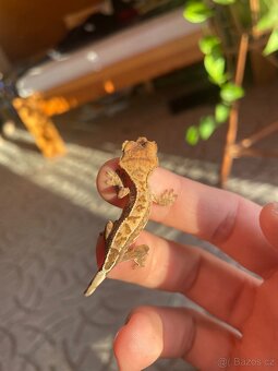 Pagekon řasnatý - 9