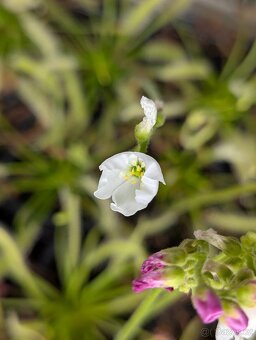 Rosnatka kapská, Drosera capensis - 9