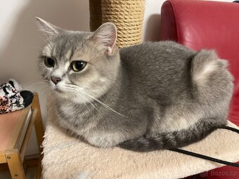 koťátko bez PP (kocourek tmavý) - 9