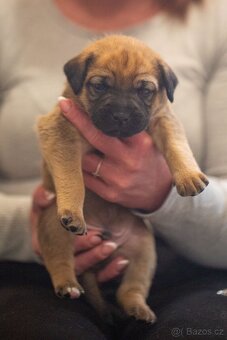 Štěňata křížence - 9