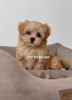 Maltipoo F1 caramel 3 měsíce 1500€‼️ Momi - 9