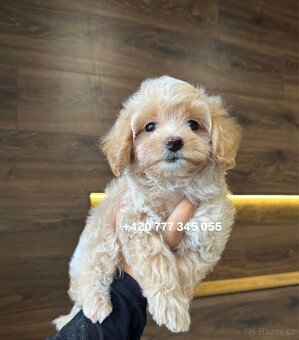 Maltipoo F1 fenka Kamila - 9