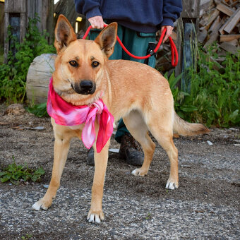 Krásna ovčanda Boženka k adopci - 9