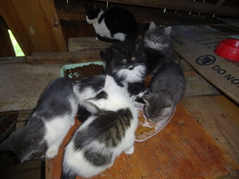 NABÍZÍM KŘÍŽENOU MODROU KOČIČKU (MAINSKÁ x SIBIŘSKÁ) - 9